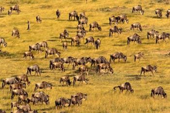 Wildebeest Migration, Masai Mara Game Reserve, Kenya | Obraz na stenu