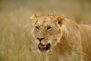 Lioness on the hunt in tall grass, Masai Mara Game Reserve, Kenya | Obraz na stenu