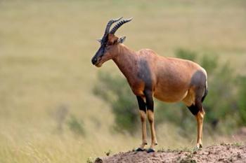 Topi antelope, termite mound, Masai Mara GR, Kenya | Obraz na stenu