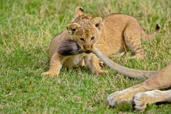 Lion cub, mothers tail, Masai Mara Game Reserve, Kenya | Obraz na stenu