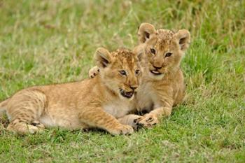 Pair of lion cubs playing, Masai Mara Game Reserve, Kenya | Obraz na stenu