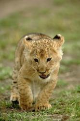 Young lion cub, Masai Mara Game Reserve, Kenya | Obraz na stenu