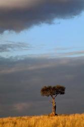 Single Umbrella Thorn Acacia Tree at sunset, Masai Mara Game Reserve, Kenya | Obraz na stenu
