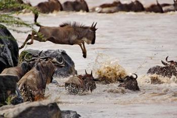 Wildebeest jumping into Mara River, Masai Mara Game Reserve, Kenya | Obraz na stenu