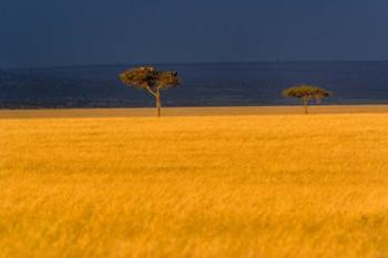 Tall grass, Umbrella Thorn Acacia, Masai Mara, Kenya | Obraz na stenu