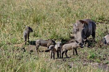 Warthog with babies, Masai Mara Game Reserve, Kenya | Obraz na stenu