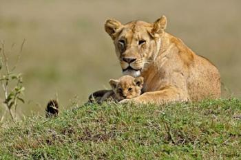 Lioness and cub, Masai Mara Game Reserve, Kenya | Obraz na stenu