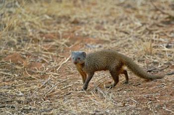 Dwarf Mongoose, Samburu Game Reserve, Kenya | Obraz na stenu