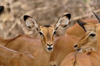 Wildlife, Female Impala, Samburu Game Reserve, Kenya | Obraz na stenu