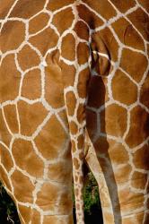 Reticulated Giraffe skin, Samburu Game Reserve, Kenya | Obraz na stenu