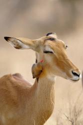 Impala, Red-billed Oxpecker, Samburu Game Reserve, Kenya | Obraz na stenu