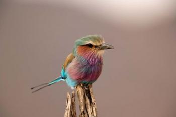 Lilac breasted Roller bird, Samburu Game Reserve, Kenya | Obraz na stenu