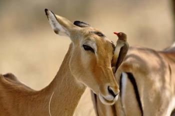 Female Impala with Red-billed Oxpecker, Samburu Game Reserve, Kenya | Obraz na stenu