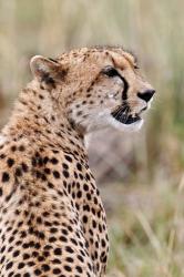 Cheetah profile, Maasai Mara, Kenya | Obraz na stenu