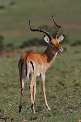 Male Impala, Antelope, Maasai Mara, Kenya | Obraz na stenu