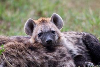 Spotted Hyena wildlife, Maasai Mara, Kenya | Obraz na stenu