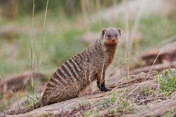 Banded Mongoose wildlife, Maasai Mara, Kenya | Obraz na stenu