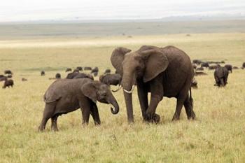 Herd of African elephants, Maasai Mara, Kenya | Obraz na stenu