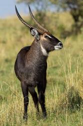 Common Waterbuck wildlife, Maasai Mara, Kenya | Obraz na stenu