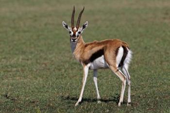 Thomson's Gazelle antelope, Maasai Mara, Kenya | Obraz na stenu