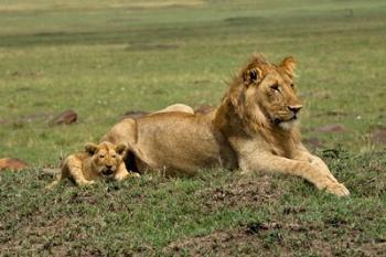 Lion cub with male lion, Maasai Mara, Kenya | Obraz na stenu