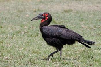 Southern Ground Hornbill bird, Maasai Mara, Kenya | Obraz na stenu