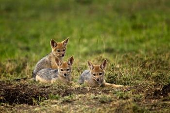 Black-backed Jackal wildlife, Maasai Mara, Kenya | Obraz na stenu