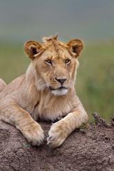 Young male lion on termite mound, Maasai Mara, Kenya | Obraz na stenu