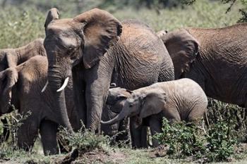 African Elephant herd with babies, Maasai Mara, Kenya | Obraz na stenu