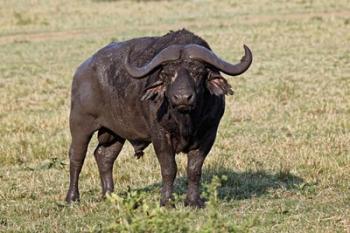 African buffalo wildlife, Maasai Mara, Kenya | Obraz na stenu