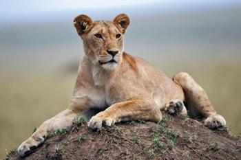 Female lion on termite mound, Maasai Mara, Kenya | Obraz na stenu