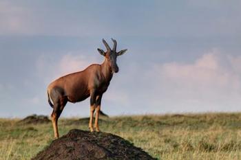 Topi antelope on termite mound, Maasai Mara, Kenya | Obraz na stenu