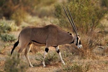 Beisa Oryx wildlife, Samburu National Reserve, Kenya | Obraz na stenu