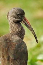 Hadada Ibis bird, Samburu National Reserve, Kenya | Obraz na stenu