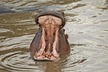 Hippopotamus threat, Mara River, Maasai Mara, Kenya | Obraz na stenu