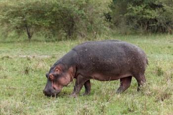 Hippopotamus near riverside, Maasai Mara, Kenya | Obraz na stenu