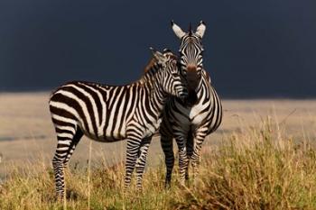 Burchell's Zebra, Maasai Mara, Kenya | Obraz na stenu