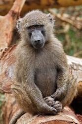 Olive Baboon primate, Lake Nakuru National Park, Kenya | Obraz na stenu