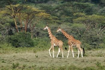 Rothschild's Giraffe, Lake Nakuru National Park, Kenya | Obraz na stenu