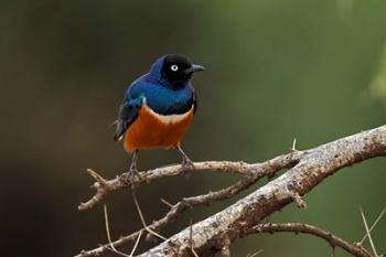 Superb Starling bird, Samburu National Reserve, Kenya | Obraz na stenu