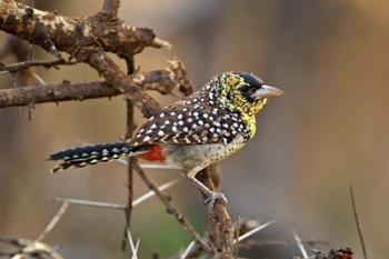 D'Arnaud's Barbet bird, Samburu Reserve, Kenya | Obraz na stenu