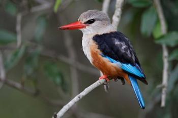 Grey-headed Kingfisher bird, Maasai Mara, Kenya | Obraz na stenu