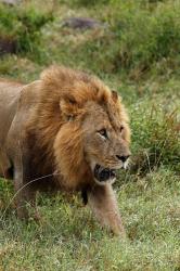 Adult male lion, Lake Nakuru National Park, Kenya | Obraz na stenu
