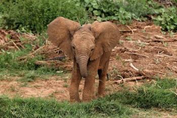 Baby Africa elephant, Samburu National Reserve, Kenya | Obraz na stenu