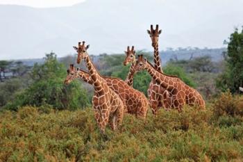 Reticulated Giraffes, Samburu National Reserve, Kenya | Obraz na stenu