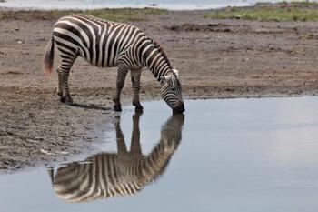 Burchell's Zebra, Lake Nakuru National Park, Kenya | Obraz na stenu