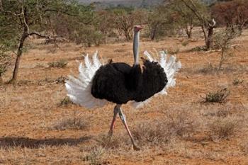 Ostrich bird, Samburu National Game Reserve, Kenya | Obraz na stenu