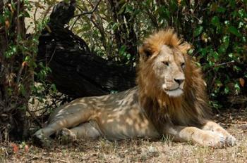 Kenya, Masai Mara Game Reserve, lion in bushes | Obraz na stenu