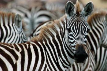 Kenya: Masai Mara Game Reserve, Burchell's zebra | Obraz na stenu
