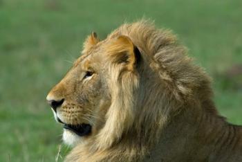 Kenya, Masai Mara Game Reserve, Lion | Obraz na stenu
